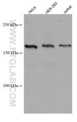 INO80 Antibody in Western Blot (WB)