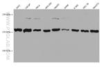 EEA1 Antibody in Western Blot (WB)