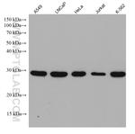 NDUFS3 Antibody in Western Blot (WB)