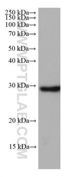 NDUFS3 Antibody in Western Blot (WB)