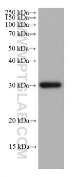 NDUFS3 Antibody in Western Blot (WB)