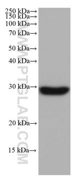 NDUFS3 Antibody in Western Blot (WB)