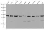 UBA3 Antibody in Western Blot (WB)