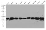 ARF1 Antibody in Western Blot (WB)