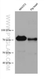 BAG3 Antibody in Western Blot (WB)