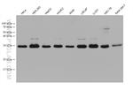 RAB12 Antibody in Western Blot (WB)