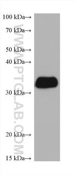 LASP1 Antibody in Western Blot (WB)