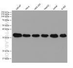 C1QBP Antibody in Western Blot (WB)