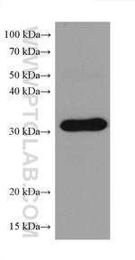 C1QBP Antibody in Western Blot (WB)