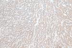 p115, USO1 Antibody in Immunohistochemistry (Paraffin) (IHC (P))