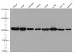 p115, USO1 Antibody in Western Blot (WB)