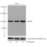 NLRP3 Antibody in Western Blot (WB)