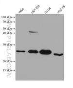 Bcl2 Antibody in Western Blot (WB)