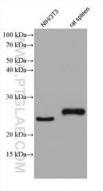 Bcl2 Antibody in Western Blot (WB)