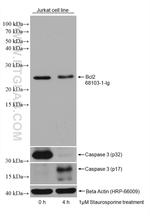 Bcl2 Antibody in Western Blot (WB)