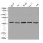 GDA Antibody in Western Blot (WB)