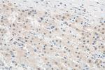 FTO Antibody in Immunohistochemistry (Paraffin) (IHC (P))