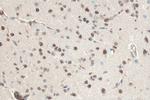 FTO Antibody in Immunohistochemistry (Paraffin) (IHC (P))