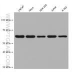 FTO Antibody in Western Blot (WB)