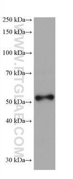 DCT Antibody in Western Blot (WB)