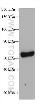 DCT Antibody in Western Blot (WB)