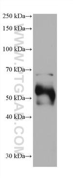 DCT Antibody in Western Blot (WB)