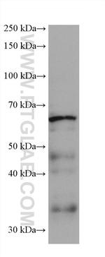 DCT Antibody in Western Blot (WB)