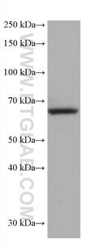 DCT Antibody in Western Blot (WB)