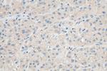 PGAM5 Antibody in Immunohistochemistry (Paraffin) (IHC (P))