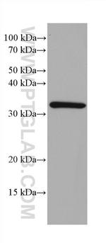 PGAM5 Antibody in Western Blot (WB)