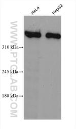 Dystrophin Antibody in Western Blot (WB)