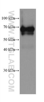 Dystrophin Antibody in Western Blot (WB)