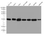 PSMA8 Antibody in Western Blot (WB)