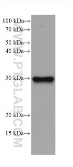 PSMA8 Antibody in Western Blot (WB)