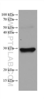 PSMA8 Antibody in Western Blot (WB)