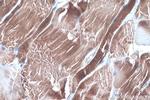 LPIN1 Antibody in Immunohistochemistry (Paraffin) (IHC (P))