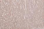 LPIN1 Antibody in Immunohistochemistry (Paraffin) (IHC (P))