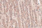 LPIN1 Antibody in Immunohistochemistry (Paraffin) (IHC (P))