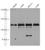 LPIN1 Antibody in Western Blot (WB)