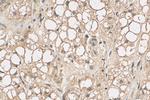 RAP1A Antibody in Immunohistochemistry (Paraffin) (IHC (P))