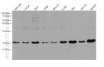 RAP1A Antibody in Western Blot (WB)