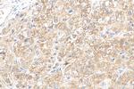 MYDGF/C19orf10 Antibody in Immunohistochemistry (Paraffin) (IHC (P))