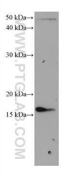 TSPO Antibody in Western Blot (WB)