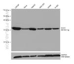 ECH1 Antibody in Western Blot (WB)