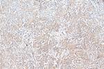 ARPC2 Antibody in Immunohistochemistry (Paraffin) (IHC (P))