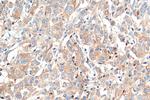 ARPC2 Antibody in Immunohistochemistry (Paraffin) (IHC (P))