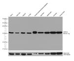 ARPC2 Antibody in Western Blot (WB)