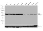 EEF1G Antibody in Western Blot (WB)