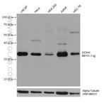 DOHH Antibody in Western Blot (WB)