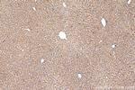 STIP1 Antibody in Immunohistochemistry (Paraffin) (IHC (P))